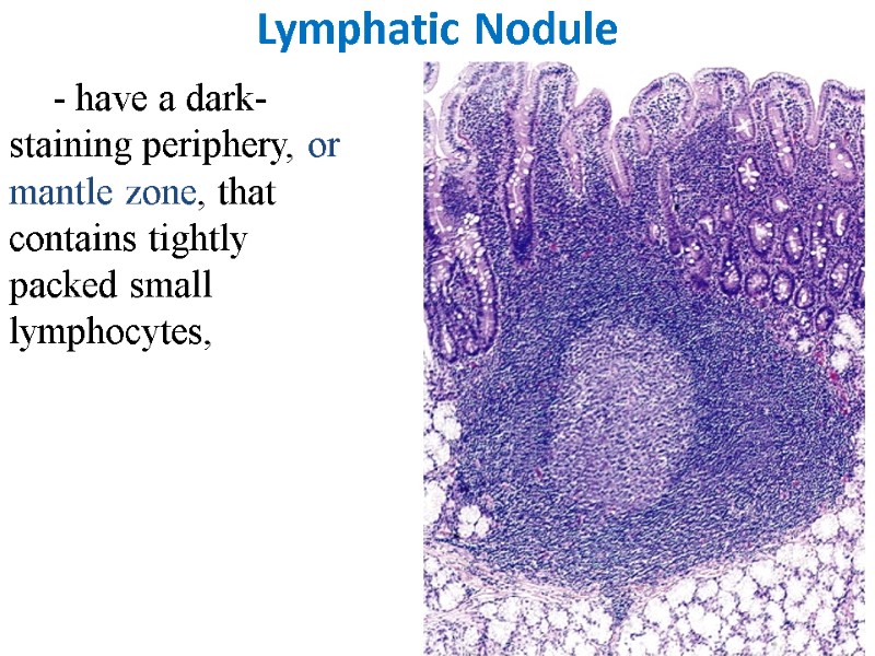 Lymphatic Nodule - have a dark-staining periphery, or mantle zone, that contains tightly packed